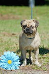 Skyler the One-Eye Puggle