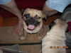Skyler the One-Eye Puggle
