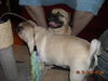 Skyler the One-Eye Puggle