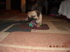 Skyler the One-Eye Puggle