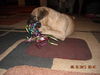Skyler the One-Eye Puggle