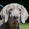 Tessie the Blind Weimaraner