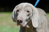 Tessie the Blind Weimaraner
