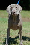 Tessie the Blind Weimaraner