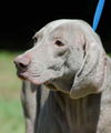 Tessie the Blind Weimaraner