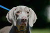 Tessie the Blind Weimaraner