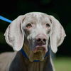 Tessie the Blind Weimaraner