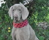 Tessie the Blind Weimaraner