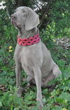 Tessie the Blind Weimaraner
