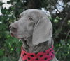 Tessie the Blind Weimaraner