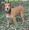 Sooner the Loving Lab/Beagle