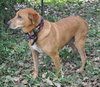 Sooner the Loving Lab/Beagle