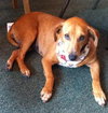 Sooner the Loving Lab/Beagle