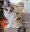 Cleopatra the Stunning Calico Kitten