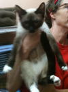 Louise the Snowshoe Siamese Lady