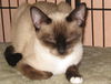 Louise the Snowshoe Siamese Lady