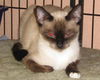Louise the Snowshoe Siamese Lady