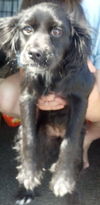 Blackberry the Spaniel Puppy
