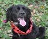 Blackberry the Spaniel Puppy