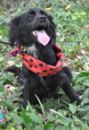 Blackberry the Spaniel Puppy