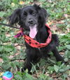 Blackberry the Spaniel Puppy