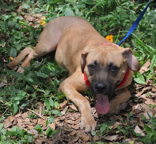 Dot the Large Shepherd/Bloodhound Mix Puppy's Web Page