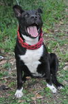 Ocean the Border Collie Mix Puppy