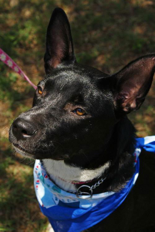 Ocean the Border Collie Mix Puppy