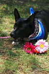 Ocean the Border Collie Mix Puppy