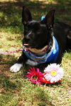 Ocean the Border Collie Mix Puppy