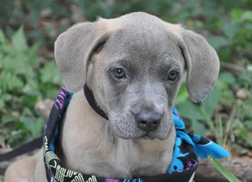 Joshua the Mastiff/Hound Puppy