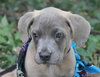 Joshua the Mastiff/Hound Puppy
