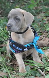 Joshua the Mastiff/Hound Puppy
