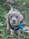 Joshua the Mastiff/Hound Puppy
