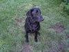 Savannah the Family Loving Black Lab