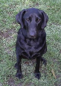 Savannah the Family Loving Black Lab