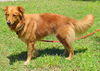 Goldie the Golden Retriever