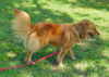 Goldie the Golden Retriever