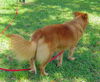 Goldie the Golden Retriever