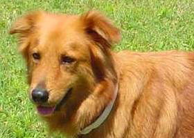Goldie the Golden Retriever