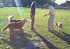 Goldie the Golden Retriever