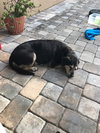 Jay Jay the Laid Back Senior