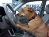 Ziva the Cute Little Basenji Mix