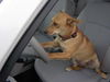 Ziva the Cute Little Basenji Mix