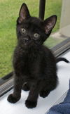Tony the Gentle Kitten