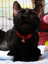 Tony the Gentle Kitten