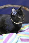 Tony the Gentle Kitten