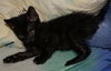 Bruce the Kissing Kitten