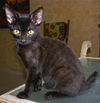 Bruce the Kissing Kitten