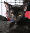 Bruce the Kissing Kitten